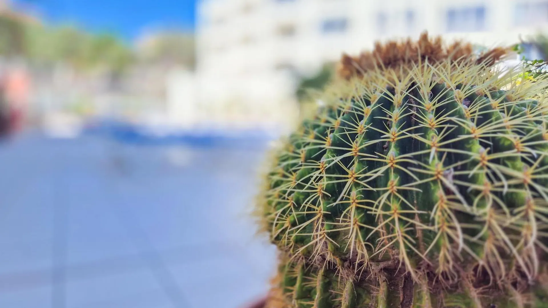 Mona'S Point Tenerife - Aircon, Private Parking And Heated Pool San Miguel de Abona 0*,  Spain